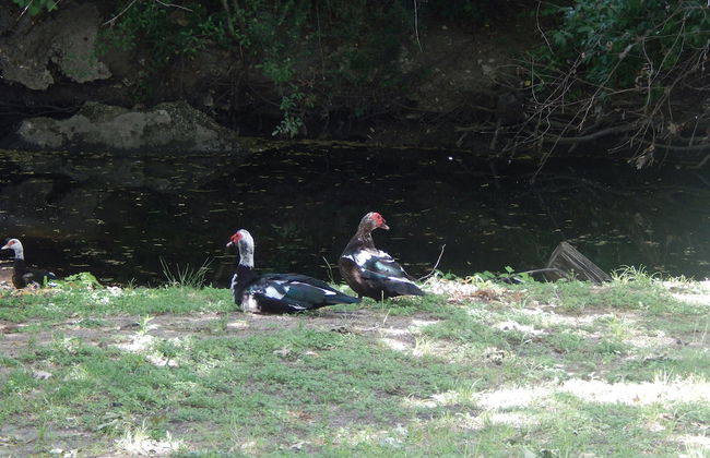 Fabulous Pristine Park Side Townhome - Foto 16