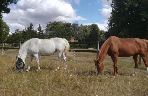 Aile Château La Chapelle du Bois des Faulx - Foto 19