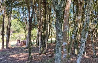 Cabana Barragem do Salto - 15 min de Canela - Foto 14