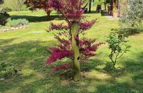 Agriturismo Pastorelli - Foto 43