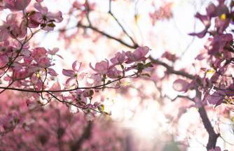 Die Villa bei Meran - Foto 2