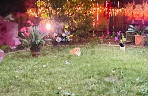 Tree House 6 bedrooms, 2 blocks from everything - Foto 44