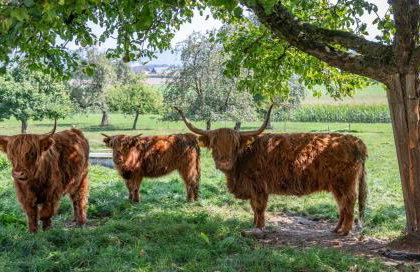 Ferienhof Siber - Photo 8