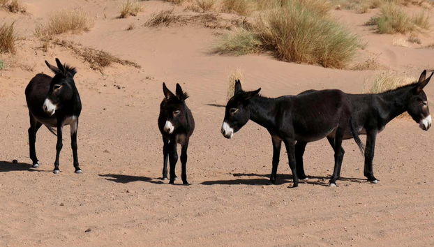 Ânes dans le désert