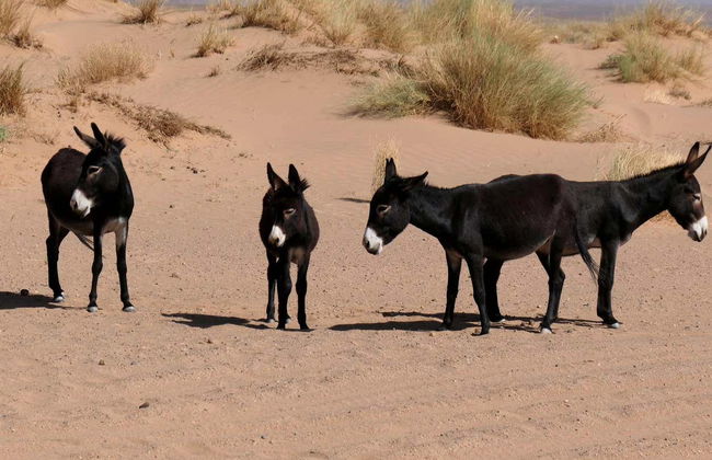 Desert Full-Day Trip - Foto 3