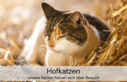 TinyHousebeiDresden mit Faßsauna unser größtes winziges Häuschen für bis zu 7 Personen, Kaminofen, große Terrasse - Nähe Sächsische Schweiz - Von Juni - September Mindestmietzeit 1 Woche Sa-Sa - Foto 35