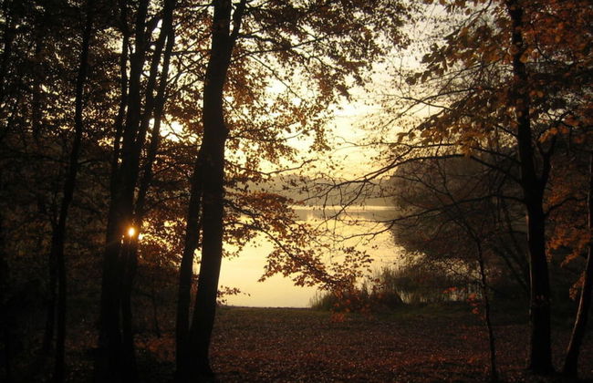 Old Zerwelin Forestry Company - Foto 10