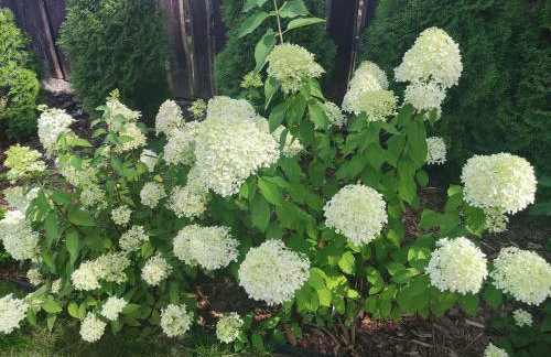 Jeziorosfera. Stodoła przy wodzie. - Foto 32