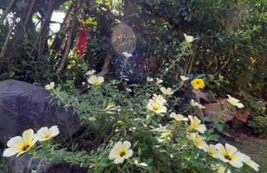 São Francisco do Sul, SC, Praia do Forte. - Foto 28