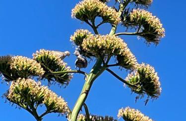 Bistrot del mare - Foto 75