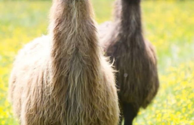 Glyndwr Vineyard - Foto 35