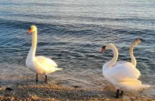 Villa Ange Azur 2 - Foto 45