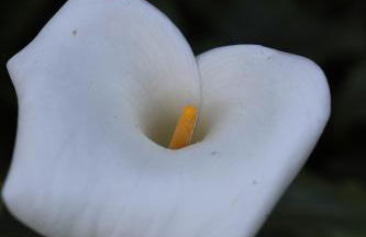 Casa do Quintalão - Foto 37