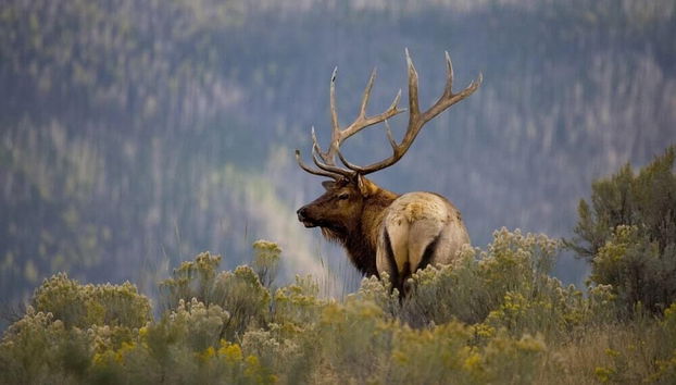 Elks Landing by Ruidoso Vacation Rentals - Foto 3, Servicios del alojamiento