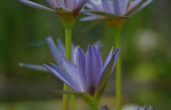 Quinta do Arade - casa 4 pétalas - Foto 14