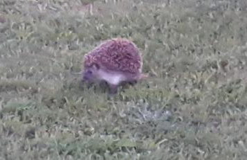 Magico Posto - Foto 40