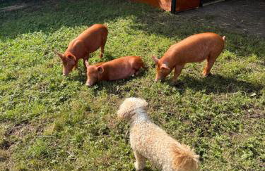 Kenton Mill Farm - Foto 19