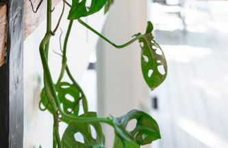 TreeTops Spacious Architectural Retreat - Foto 16