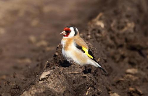 Kopice " Kowalczyk In Nature Parks Blue Velo" - Foto 48