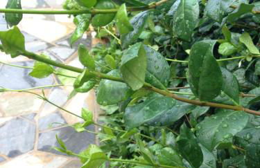 Naiada Apartments Milina - Foto 6