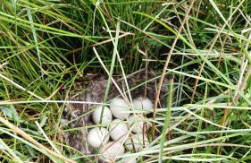 Leśny Reset - Foto 40