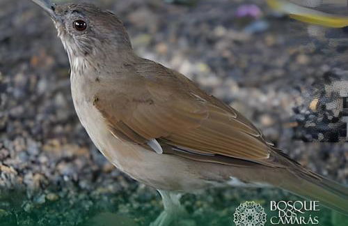 Flat Térreo com Jardim Privativo - Foto 52