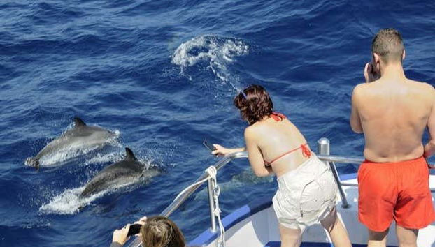 Observando o salto dos golfinhos