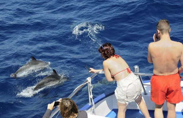 Avistamiento de delfines y ballenas en barco con fondo de cristal - Foto 5