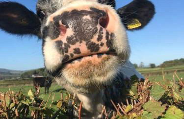 Shepherds Hut in the Hills - Nr. Mold - Foto 20