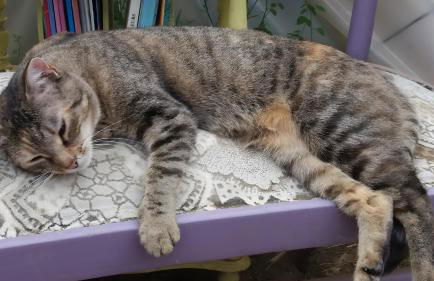 Bergeriedekakisse Mercantour - Foto 20