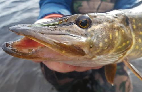 No 38 Heilan Hoose at Three Lochs Newton Stewart - Foto 18