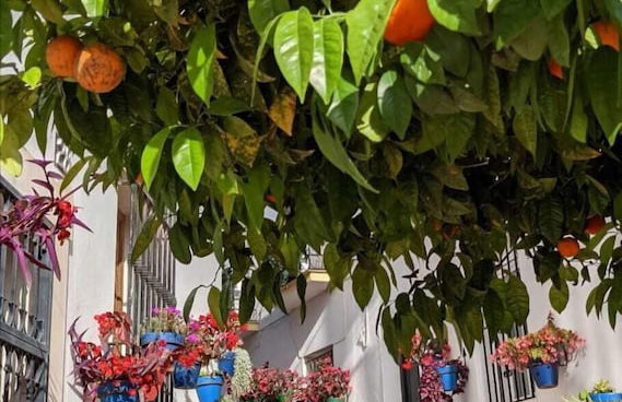 Guadiana Sol - Foto 31