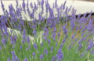 La Maison de Léonie 26 - Foto 12