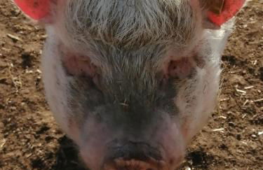 Urlaub an der Grenze - Foto 36