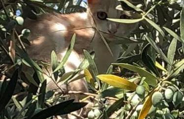 Alexandros Stone House - Foto 4