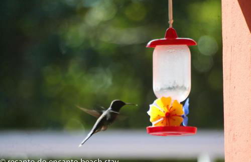 Recanto do Encanto Eco Beach Stay - Foto 81