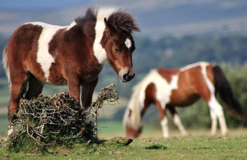 Scenery Cottage - Foto 1