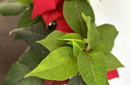 Stylish and Modern One-Bedroom Flat in Dorset - Foto 9