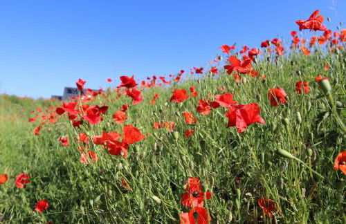 Bungalow in Gristow - Foto 13