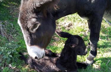 Casa Rural A Ritmo De Burro - Foto 35