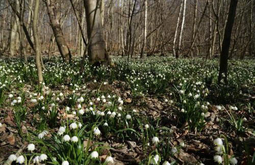 Ferienwohnung Osterwieck Mittelstraße 4 - Foto 31