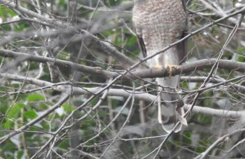 Eagle's Grotto - Quiet 5 Acre Riverside Retreat on Llano River - Foto 10