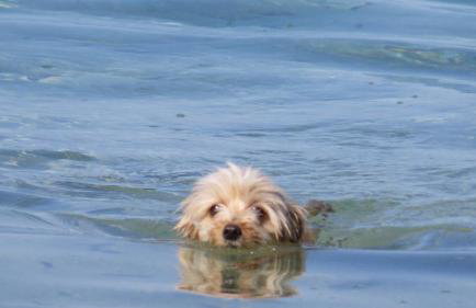 Spacious Villa close to an amazing Sithonia beach - Foto 70