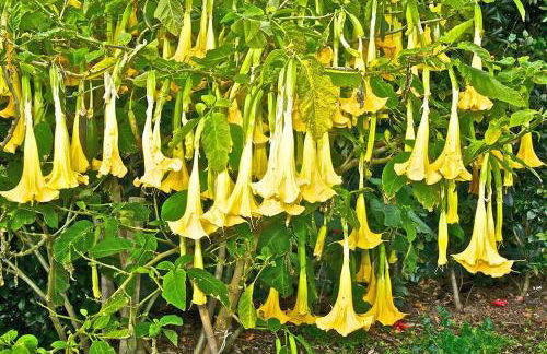 Lobo do Mar - Photo 12