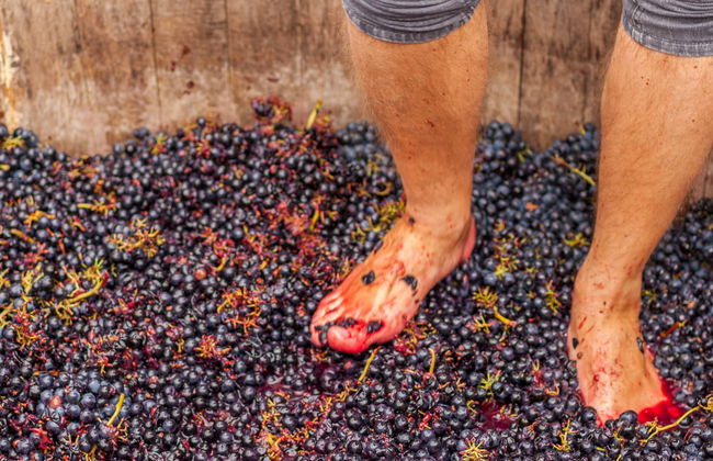 Pisado de la uva en Cadenet - Foto 4