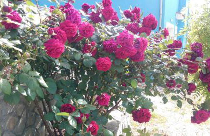 Apartments Marija - Photo 14