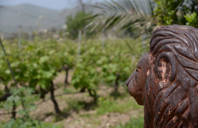 Montofoli Wine Estate - Foto 44