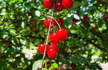 Happy Sparrow - Foto 29