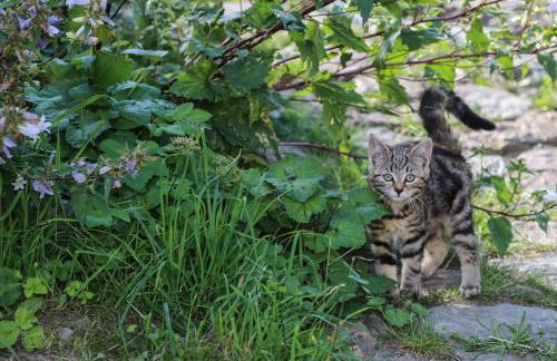 HAUSERHOF Farmhouse with Dolomite View - Foto 59