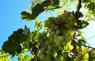 Quetzal, Clim, jardin et parking - Photo 15